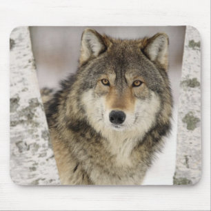 Big Beautiful Grey Wolf in the wild Mouse Mat