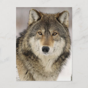 Big Beautiful Grey Wolf in the wild Postcard