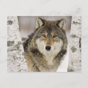 Big Beautiful Grey Wolf in the wild Postcard