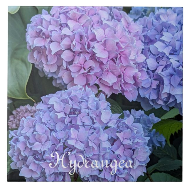 Big Beautiful Hydrangea Blooms Floral Tile (Front)
