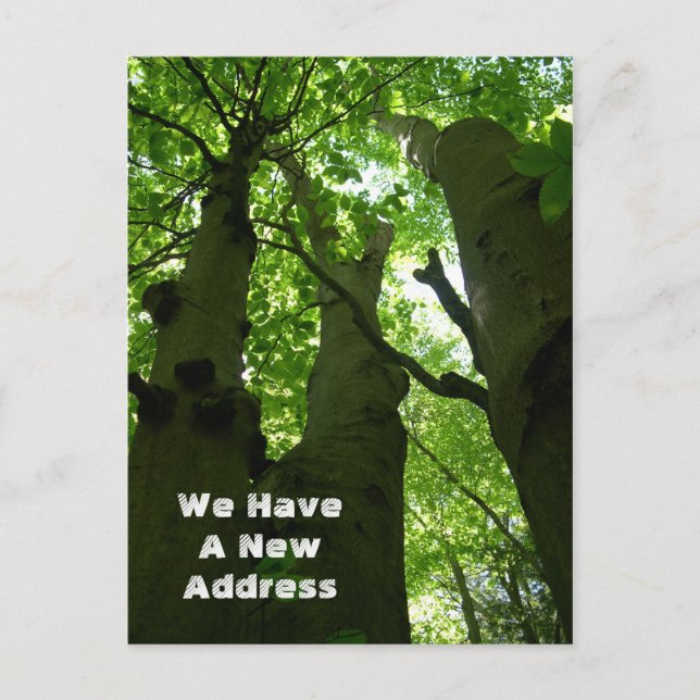 Big Beech Trees Summer Forest Moving Announcement Postcard (Front)