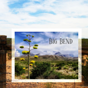 Big Bend Landscape,  Century Plant Blossom, TX Postcard