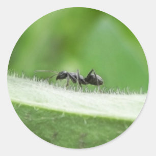 Big Black Ant Classic Round Sticker