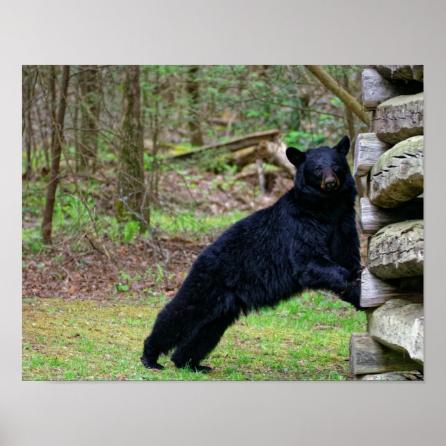 Big Black Bear in the Smoky's Poster (Front)