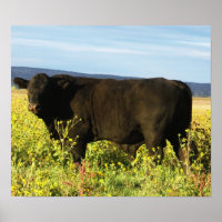 Big Black Bull in Sunflowers - Toro - Taurus