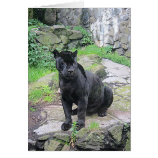 Big Black Jaguar Cat on Sitting on Rock