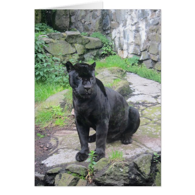 Big Black Jaguar Cat on Sitting on Rock (Front)