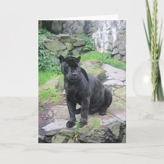 Big Black Jaguar Cat on Sitting on Rock Card (Front)