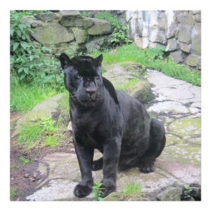 Big Black Jaguar Cat on Sitting on Rock Photo Print