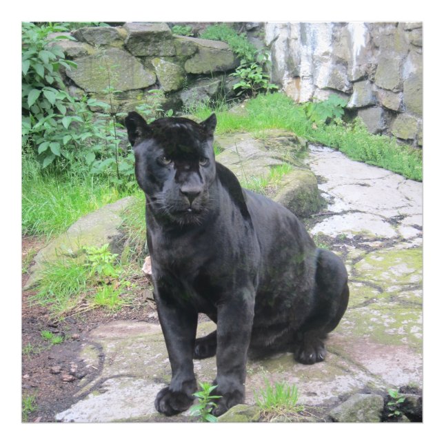 Big Black Jaguar Cat on Sitting on Rock Photo Print (Front)
