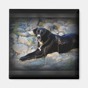 Big Black Pitbull Lab Cross Magnet