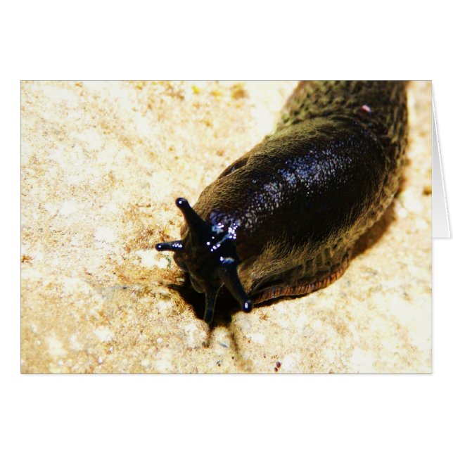 Big Black Slug (Front Horizontal)