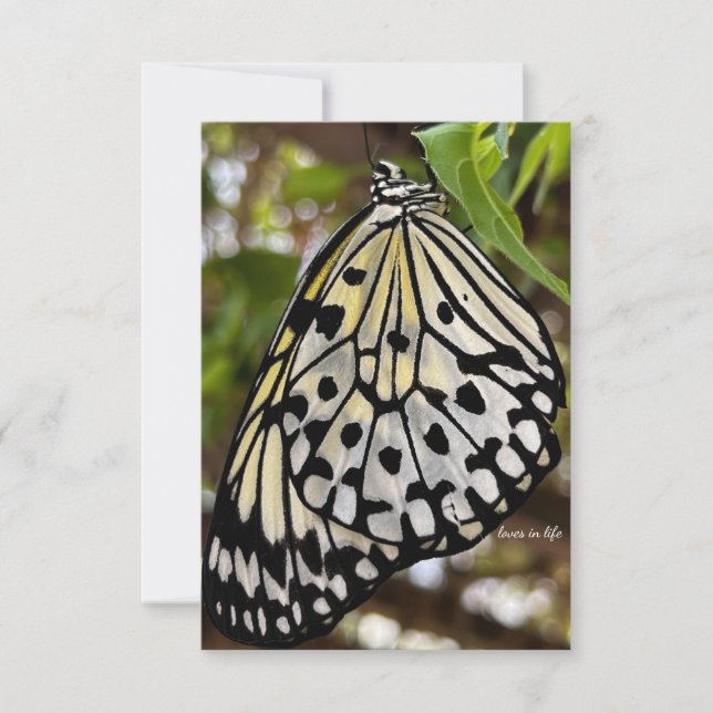 Big Black & White Butterfly  Card (Front)