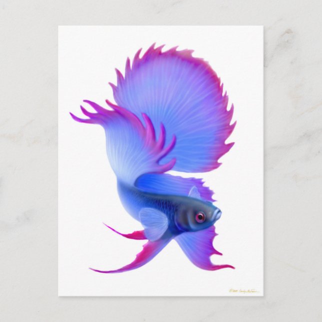 Big Blue Betta Fish Postcard (Front)