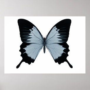 Big Blue & Black Butterfly Poster