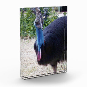 Big Blue Cassowary Bird, Photo Block