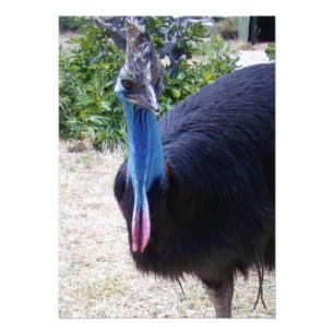 Big Blue Cassowary Bird, Photo Print