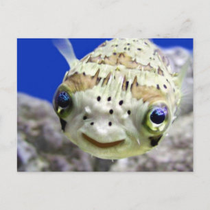 Big Blue Eyes Postcard