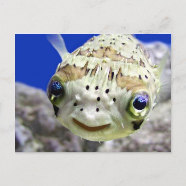 Big Blue Eyes Postcard (Front)