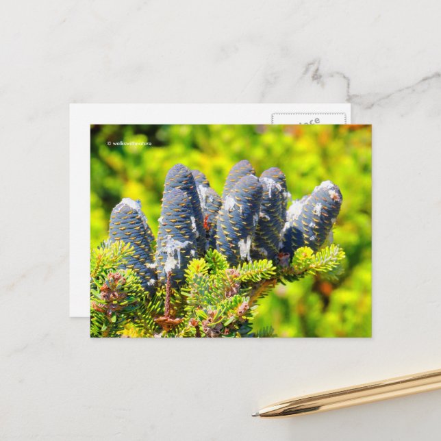 Big Blue Korean Fir Cones Postcard (Front/Back In Situ)