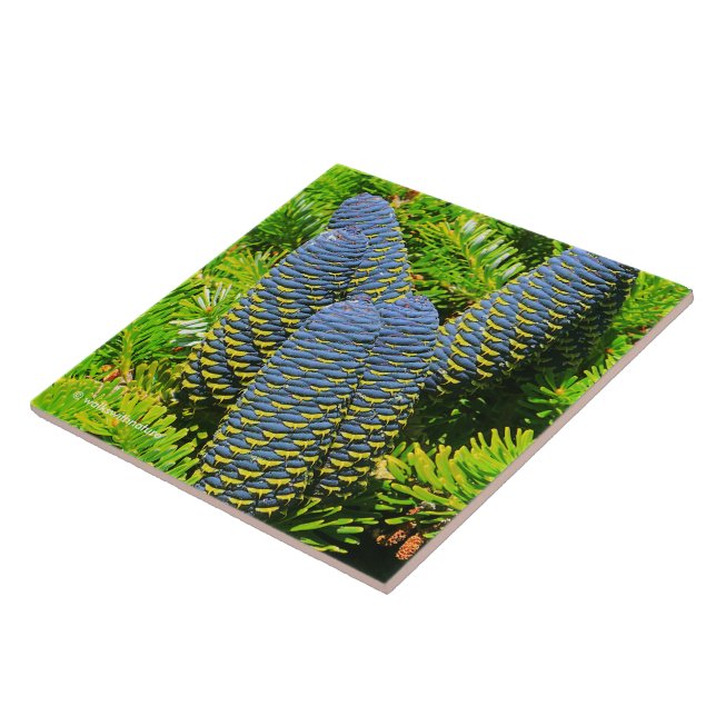 Big Blue Korean Fir Cones Tile (Side)