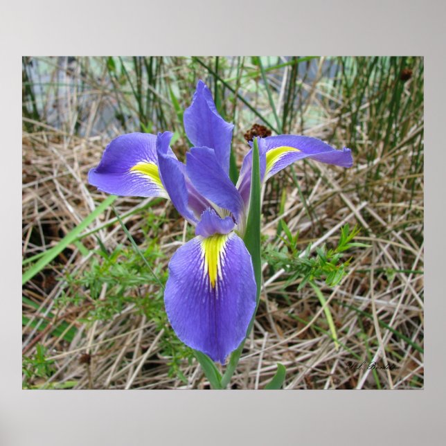 Big Blue Louisiana Iris Poster (Front)