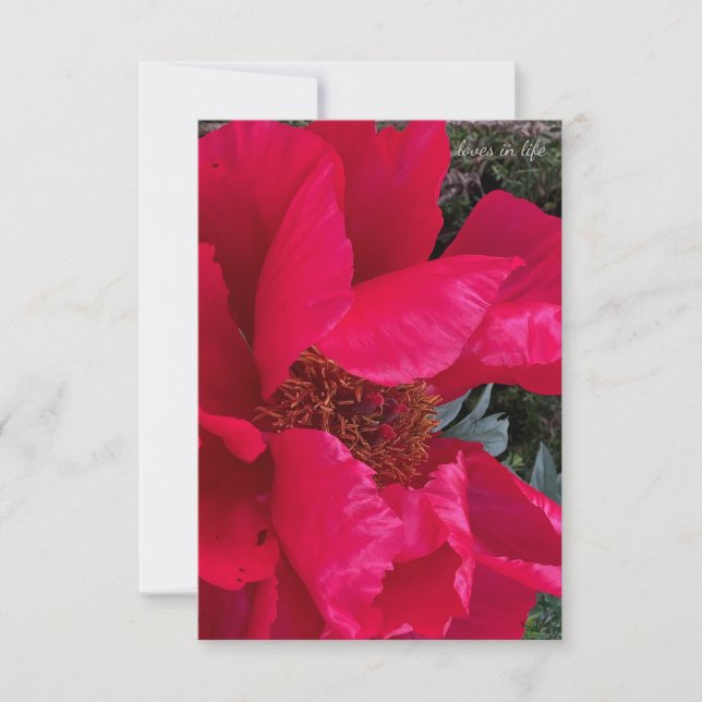 Big Bold Red Peony Card (Front)