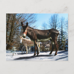 "Big Boy & Company" Postcard