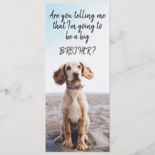 Big Brother/Sister Pet Pregnancy Announcement