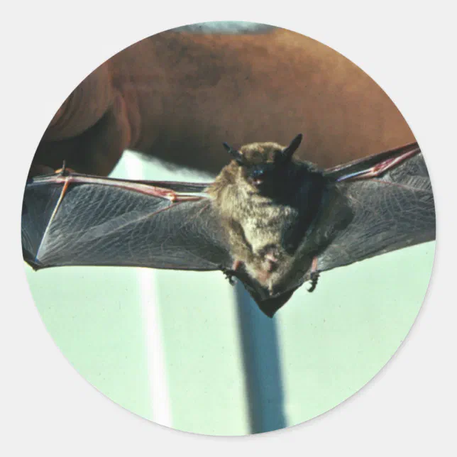 Big Brown Bat Classic Round Sticker | Zazzle