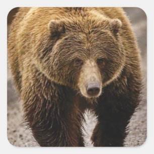 big brown bear square sticker