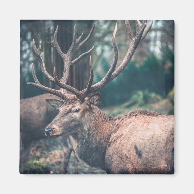 Big Brown Buck Deer with Large Antlers Magnet (Front)