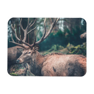 Big Brown Buck Deer with Large Antlers Magnet