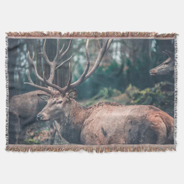 Big Brown Buck Deer with Large Antlers Throw Blanket (Front)