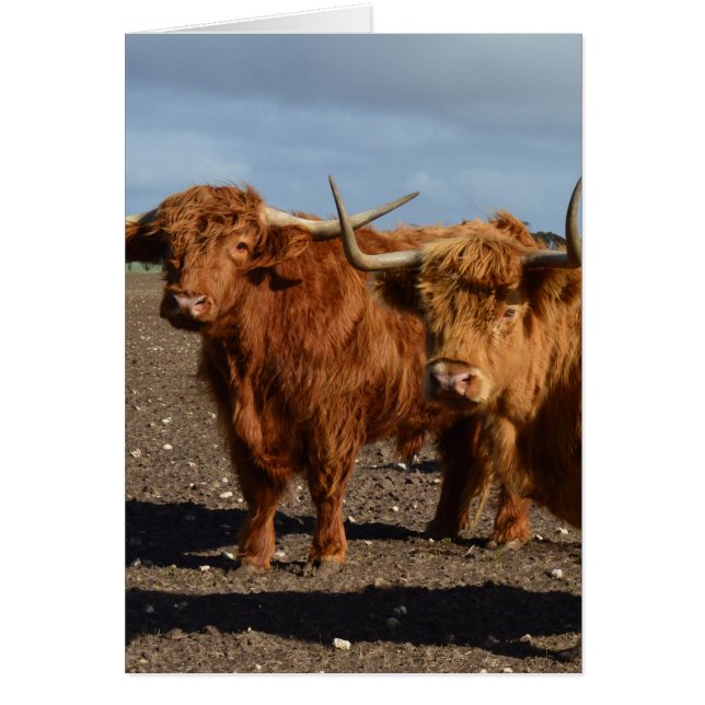 Big Brown Highland Cows, (Front)
