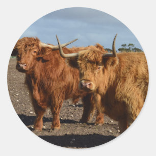 Big Brown Highland Cows, Classic Round Sticker