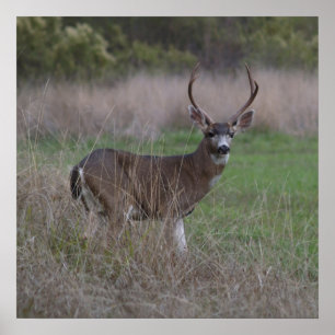 Big Buck Four-Pointer Poster