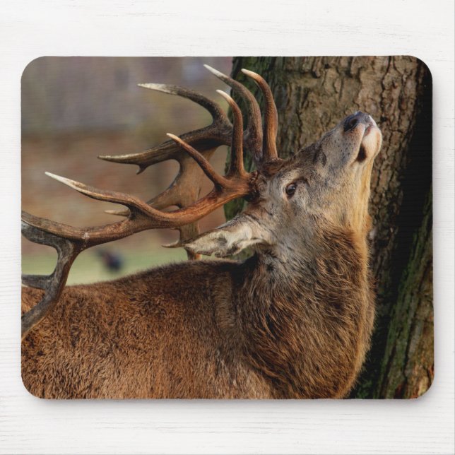 Big Buck Mouse Mat (Front)