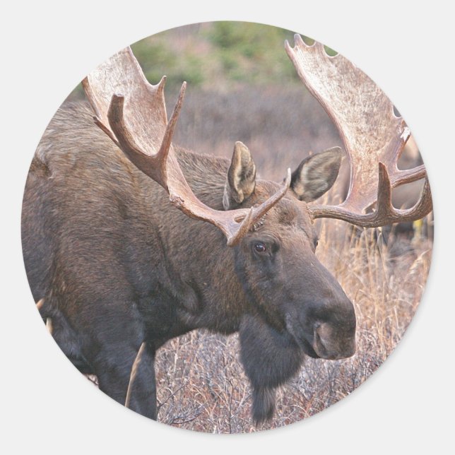 Big Bull Moose Classic Round Sticker (Front)