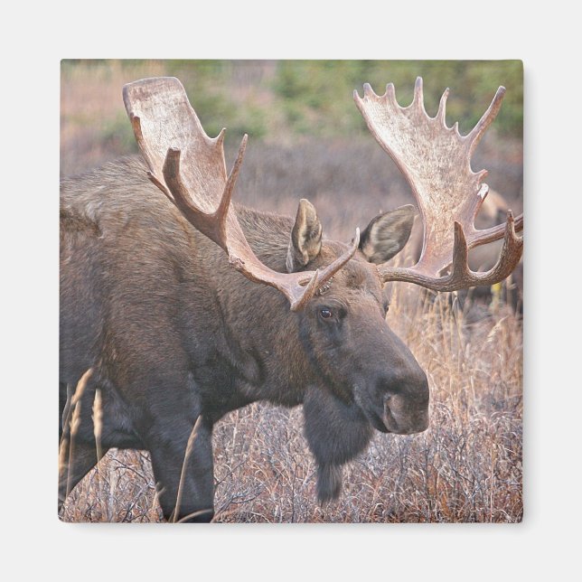 Big Bull Moose Magnet (Front)