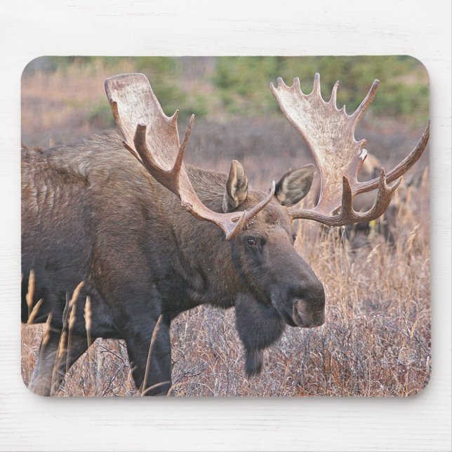 Big Bull Moose Mouse Mat (Front)