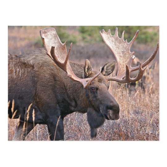 Big Bull Moose Postcard