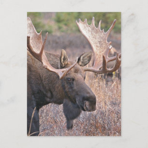 Big Bull Moose Postcard