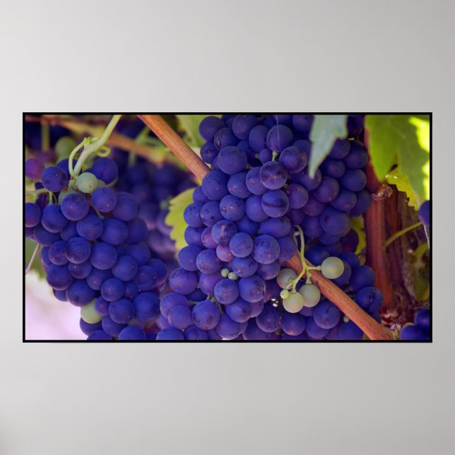Big Bunch of Juicy Purple Grapes Poster (Front)