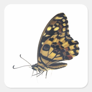 Big butterfly, Square Sticker