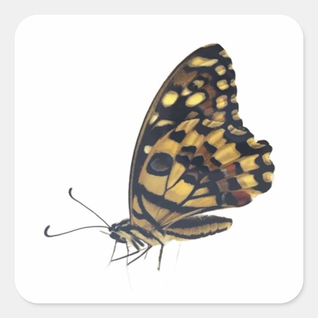  Big butterfly, Square Sticker (Front)