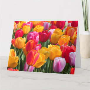 Big Card Spring at The Sunken Gardens1 2013