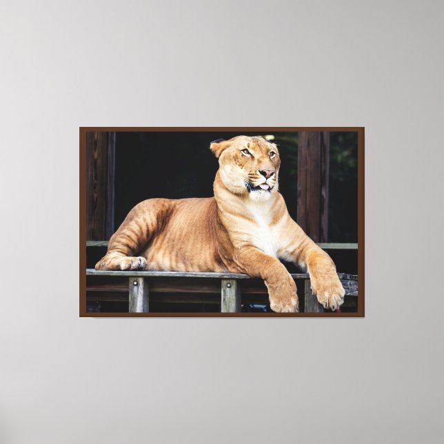 Big Cat Canvas Print (Front)
