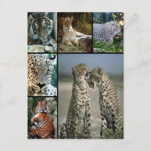 Big Cat collage Postcard