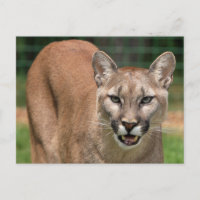 Big Cat Cougar (Puma Concolor)